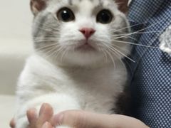 -lincat·猫舍(广州店)