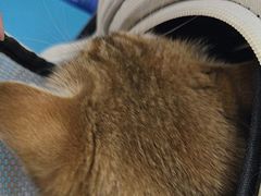 -天宠宠物医院24小时·急重症诊疗中心·全科·腔镜特色(和平分院)