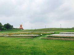 -杭州湾海上花田景区