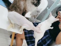 -喵的天空名猫咖啡馆·撸猫·猫舍·用品