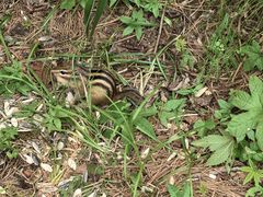 -五营红松林海景区