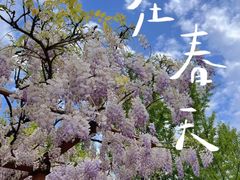 -嘉定紫藤园