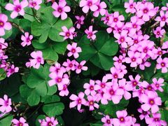 -上海佘山国家森林公园西佘山园