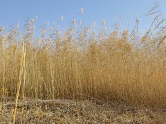 -野鸭湖国家湿地公园