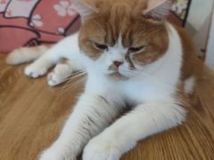 -Let's go狗咖·猫咖·奶狗·桌游(春熙路IFS店)