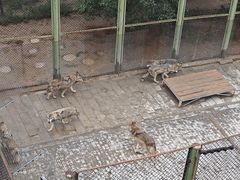 -青藏高原野生动物园