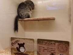 -龙猫仔乐园(惠福东路店)