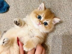 -欣宠猫屋·矮脚拿破仑·蓝金金渐层