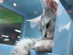 -FAELING PETS美天灵宠物(合生汇店)