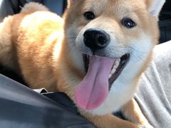 -翊宠yipet猫狗购宠庄园犬舍•猫舍