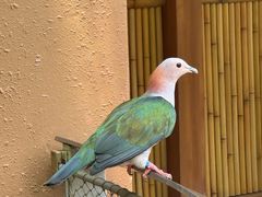 -新加坡飞禽公园
