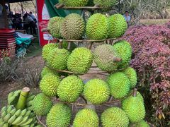 -中国科学院西双版纳热带植物园