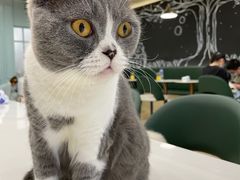 -安格丽娜·狗咖·猫咖羊驼咖(春熙路百盛商场店)