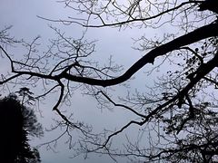 -王顺山国家森林公园