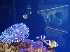 -上海海洋水族馆