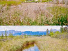 -野鸭湖国家湿地公园