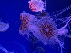 -海合安天津极地海洋公园