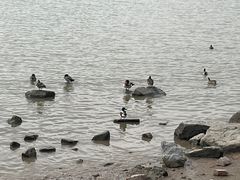 -深圳湾公园(南山区)