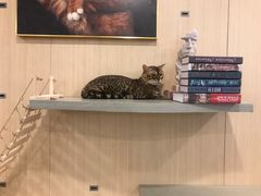 -飞行喵MR PILOT|猫舍·猫咖(静安大融城店)