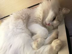 -瞄一喵猫咖(格力海岸店)