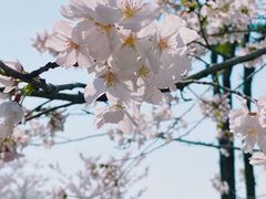 -顾村公园