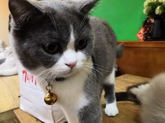 -李小姐の猫咖啡馆(五角场店)