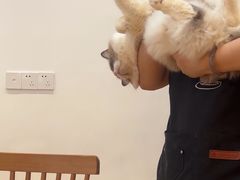 -是阿柴呀！柴犬咖啡·爱喵喵猫咖