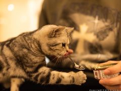 -共舞时光猫咖·狗咖(新街口店)