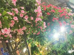 -溪岸路花鸟市场