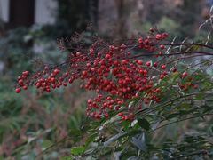 -西湖风景区十里琅珰-五云山