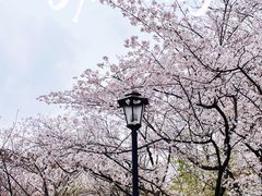 -中山公园