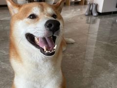 -宠物家(大兴旧宫店)