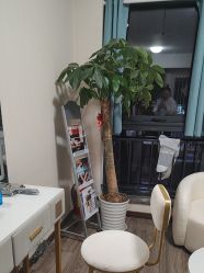 -十三美学·半永久纹眉纹唇·野生眉