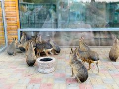 -西霞口神雕山野生动物世界