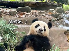 -都江堰中华大熊猫苑