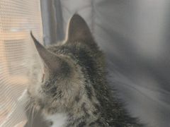 -天使宠物医院·犬猫分诊(彩虹店)