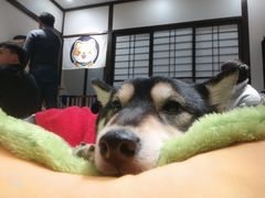 -逗柴咖啡屋·狗咖猫咖宠物桌游