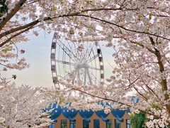 -顾村公园