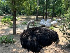 -大连森林动物园