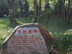 -瑞丽独树成林风景区