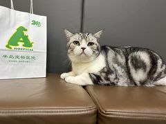 -半岛宠物医院24小时(西派城店)