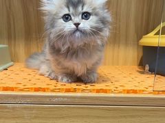 -欣宠猫屋·矮脚拿破仑·蓝金金渐层