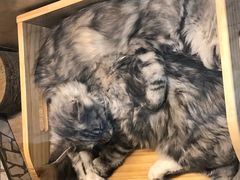 -momokira米努特·德文卷毛猫·棉花面纱犬