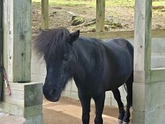 -神户市立六甲山牧场