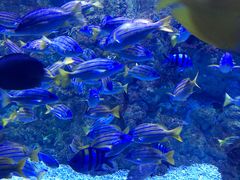 -烟台海昌鲸鲨海洋公园