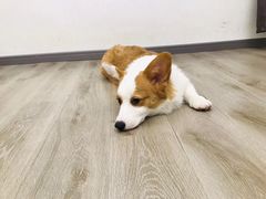 -浣熊柯尔鸭土拨鼠·电玩咖