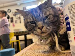 -平行世界·猫咖(首经贸店)