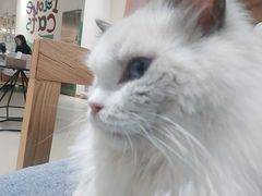 -藏猫猫咖啡主题馆(中央大道店)