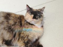 -藏猫猫咖啡主题馆(中央大道店)