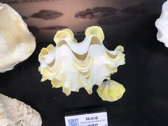 -贝壳梦幻世界